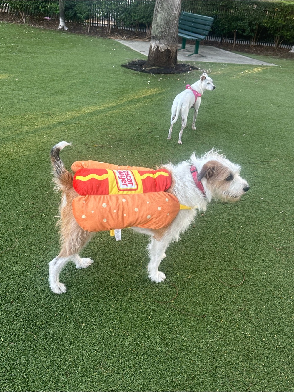 Hot Dog costume for Dog
